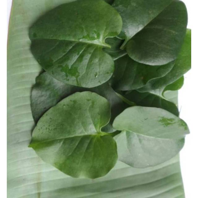 daun binahong