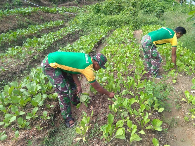 Satgas Yonarmed 9 Kostrad Manfaatkan Lahan Tidur Menjadi Kebun Produktif