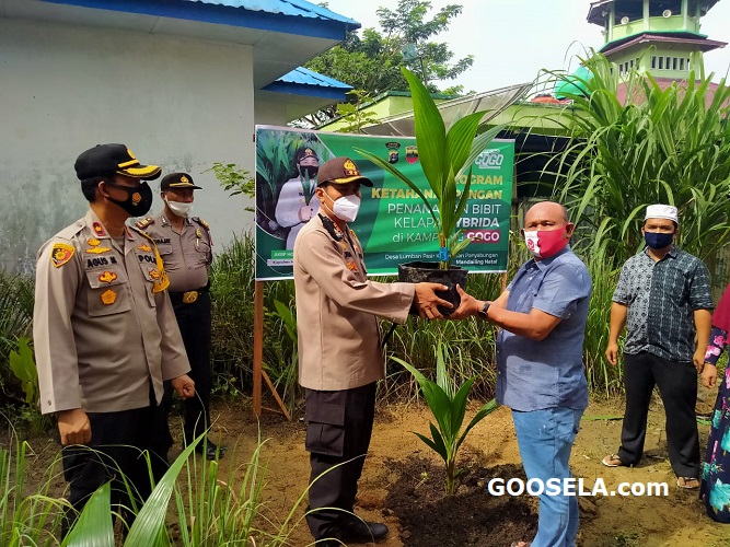 Kapolres Madina Akbp Horas Tua Silalahi, S.I.K, M.Si Tanam Pohon Kelapa Hybrida dan Tabur Ikan di Kampung Tangguh