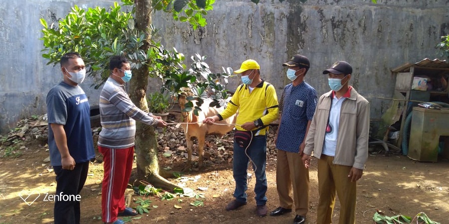 Ketua Partai Golkar Medan HM Syaf Lubis SE dan Jajarannya Menyembelih 20 Hewan Qurban