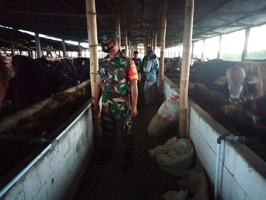 Babinsa Kunti Mendampingi Penyerahan Bantuan Sapi