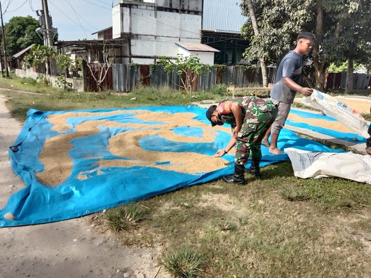 Pasca Panen Padi, Babinsa 06/Dam Membantu Petani Proses Padi Hasil Panen