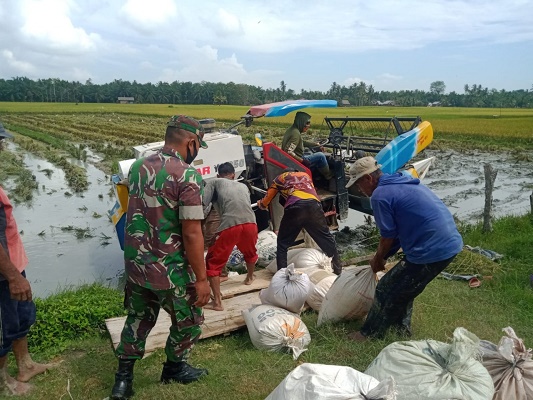 Pendampingan Panen Padi, Babinsa Ramil 12/Sry Sigap Membantu Para Petani