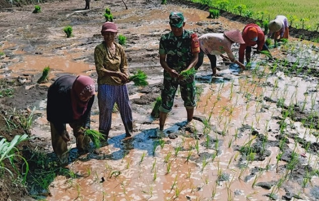 Perkuat Program Ketahanan Pangan, Babinsa Sigap Membantu Petani