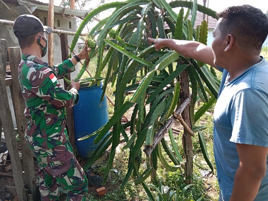 Satgas Pamtas Yonif Mekanis 643/WNS Melakukan Pendampingan Petani Buah Naga