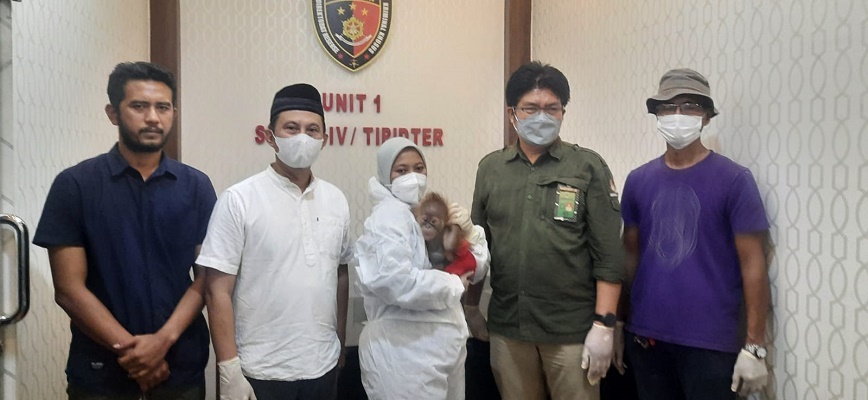 Polda Sumut Ungkap Diduga Perdagangan Orang Utan