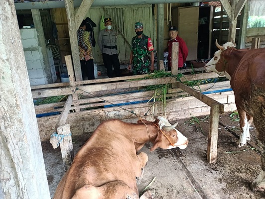5 Ekor Sapi Telah Terpapar Virus PMK di Gilirejo Baru