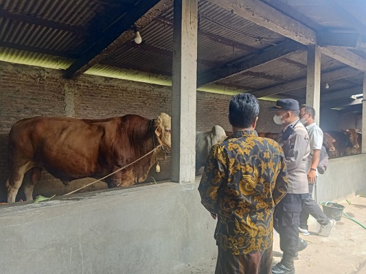 Antisipasi Penularan PMK, Pedagang Dihimbau untuk Berikan Vitamin pada Hewan Ternak