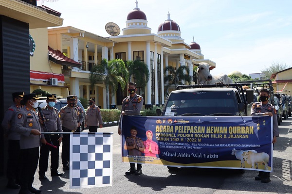 Polres Rohil Melakukan Pelepasan 44 Ekor Sapi dan 4 Ekor Kambing Hewan Qurban