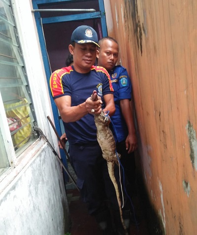 Woiii Ponorogo Heboh!!, Biawak Masuk dan Acak-acak Rumah Warga
