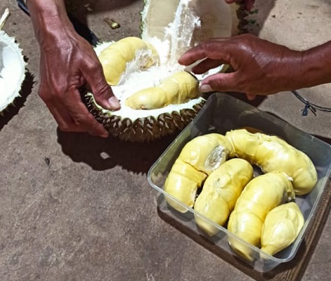 Cuaca Ekstrem Hantam Petani Durian di Madiun