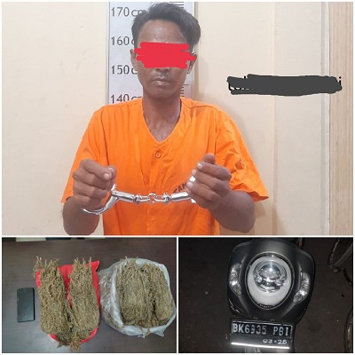 Mantap Kinerja Polres Langkat Under Cover Sat Narkoba Polres Langkat Berhasil Mengamankan Tersangka dan 2Kg Ganja