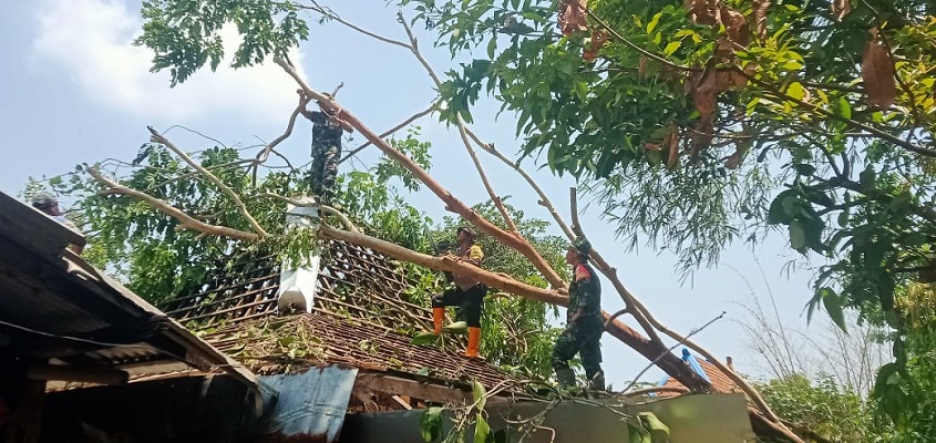 TNI Bersama Polri Bergerak Cepat dalam Bantu Evakuasi Pohon Tumbang