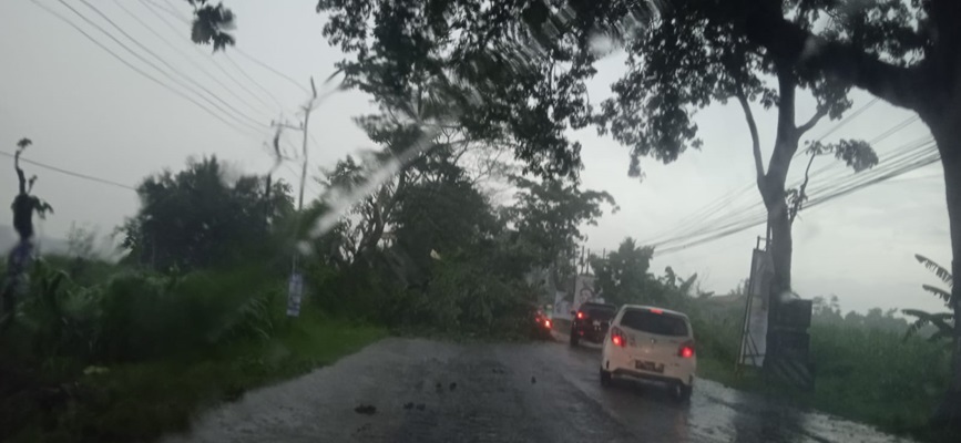 Magetan Diamuk Cuaca Ekstrem, Pohon Ambruk di Dua Titik