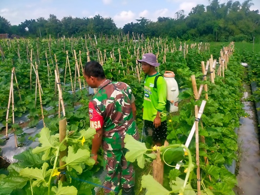 Babinsa Memotivasi Para Petani Melon