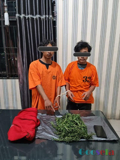 Dua Orang Diduga Pemilik Ganja Ditangkap Sat Narkoba Polres Tanah Karo 
