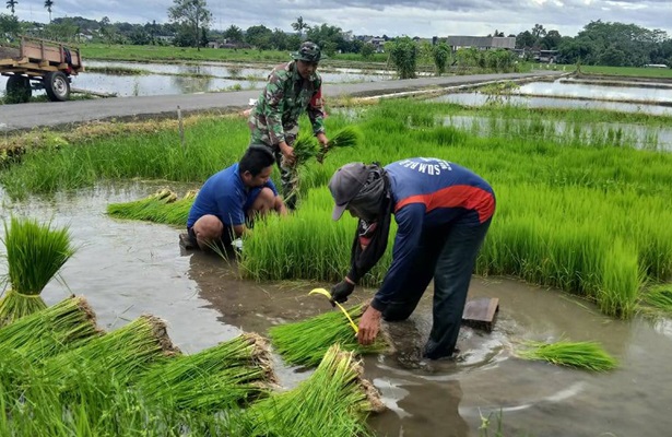 Babinsa Kaligrenjeng Mendampingi Proses Perkembangan Bibit Padi Sebelum Tanam di Wilayah Winotirto