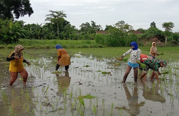 Babinsa Desa Gandekan Membantu Para Petani Tanam Padi