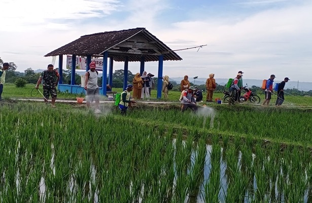 Babinsa Tangkil dan PPL Mendampingi Petani Semprot Serentak Tanaman Padi untuk Cegah Serangan Hama