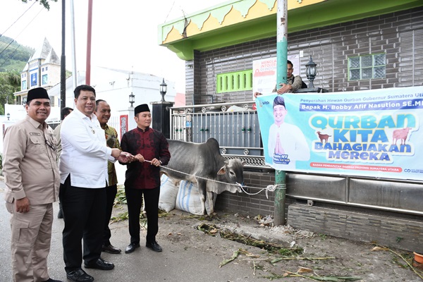 Bupati dan Wabup Samosir Menyerahkan Hewan Kurban Bantuan dari Presiden RI, Gubernur Sumatera Utara, dan Pemerintah Kabupaten Samosir
